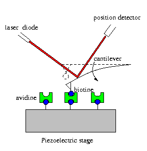 Atomic Force Microscopy  Setup