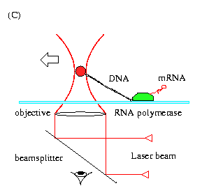 Optical tweezers setup